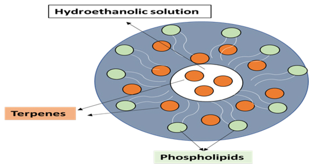 Invasomes structure.