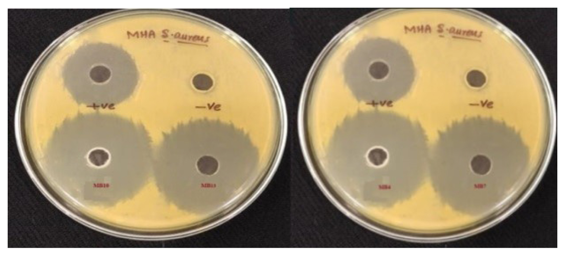 Antibacterial Study of MX-Cubogel (MB4, MB7, MB10 and MB13).