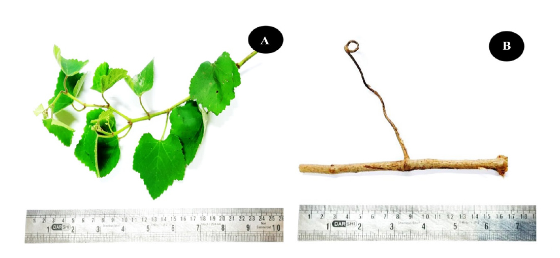 A) C. vitiginea L. twig with fresh leaves. B) Dried stem with tendril.