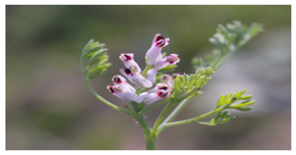 Fumaria parviflora.