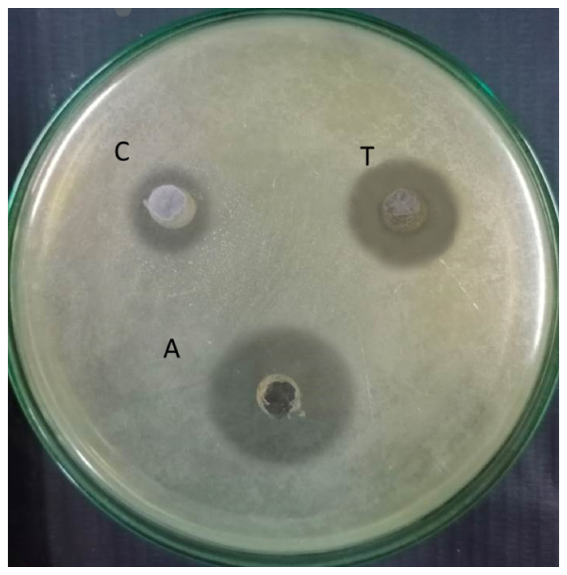 Antibacterial activity of given sample against S. aureus; A-Antibiotic gentamycin; C-Control; T-test.