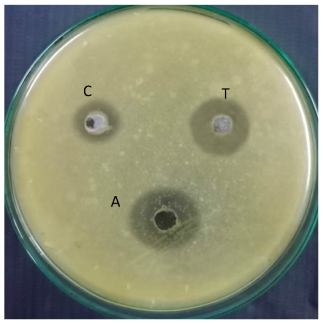 Antibacterial activity of given sample against E. coli; A-Antibiotic gentamycin; C-Control; T-test.