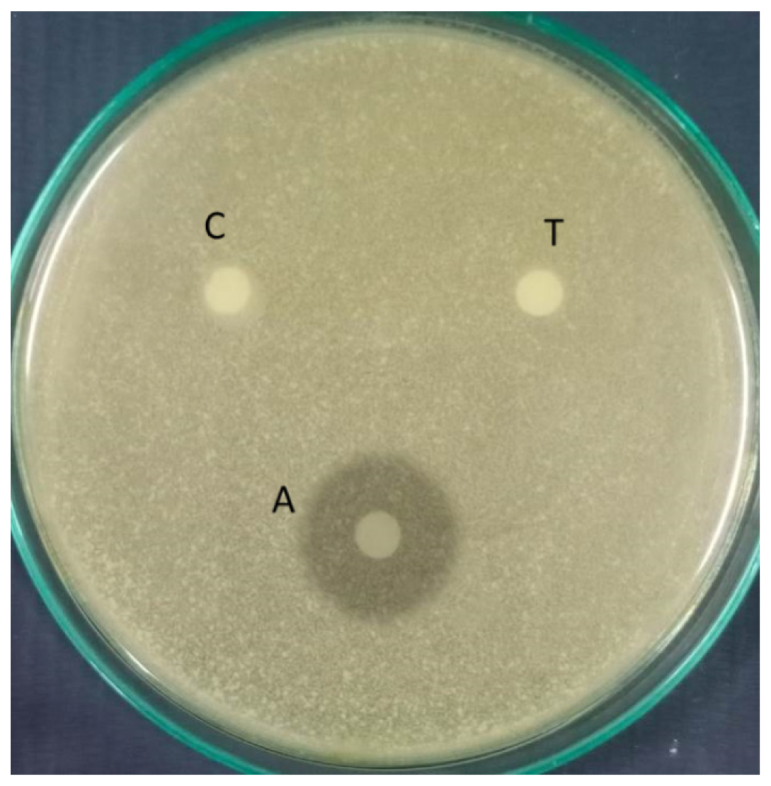 Antifungal activity of given leaf extracts against Candida albicans; A-Antibiotic Fucanozole; C-control; T-test.