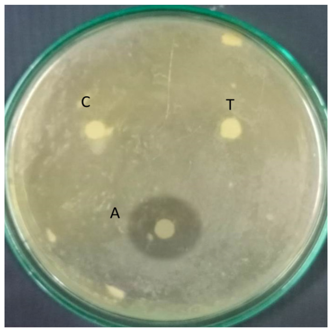 Antifungal activity of given leaf extracts against Fusarium oxysporum; A-Antibiotic Fucanozole; C-control; T-test.