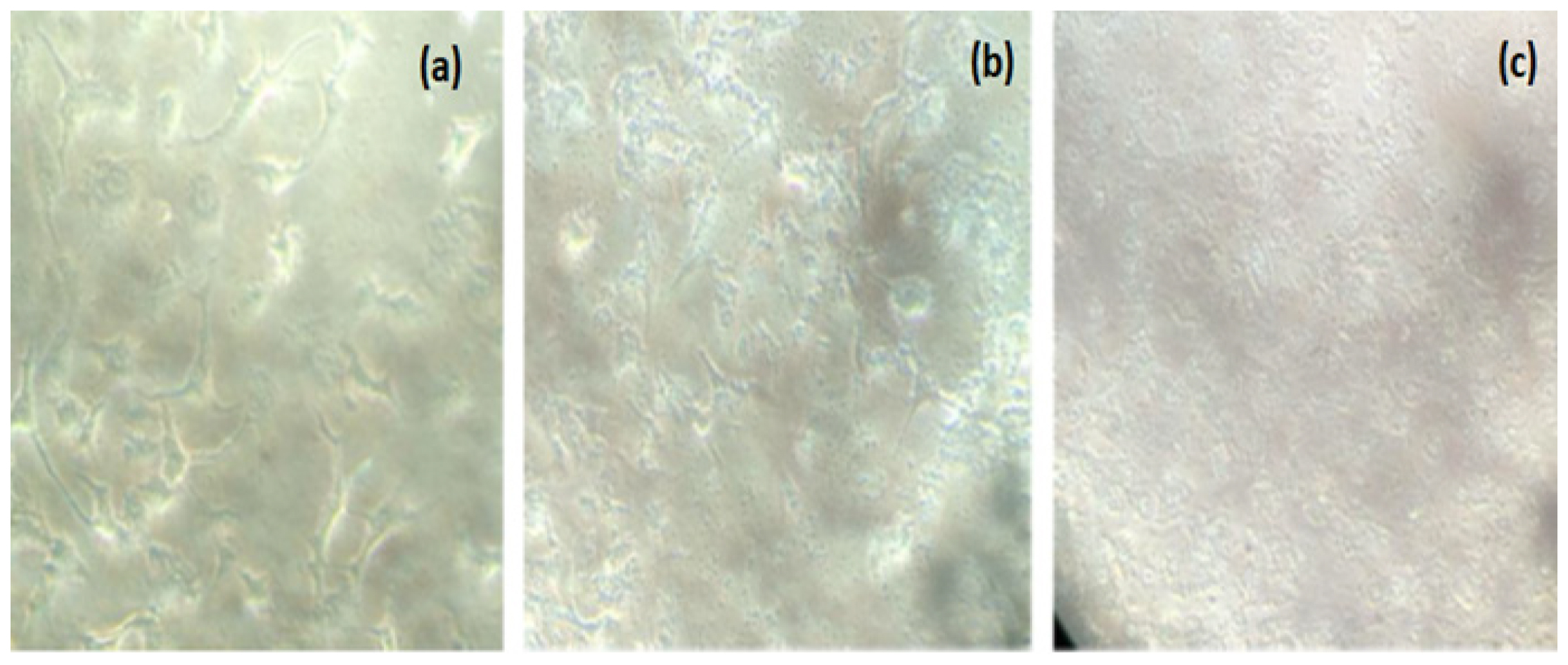 Cell Morphology Observations in MTT Assay.