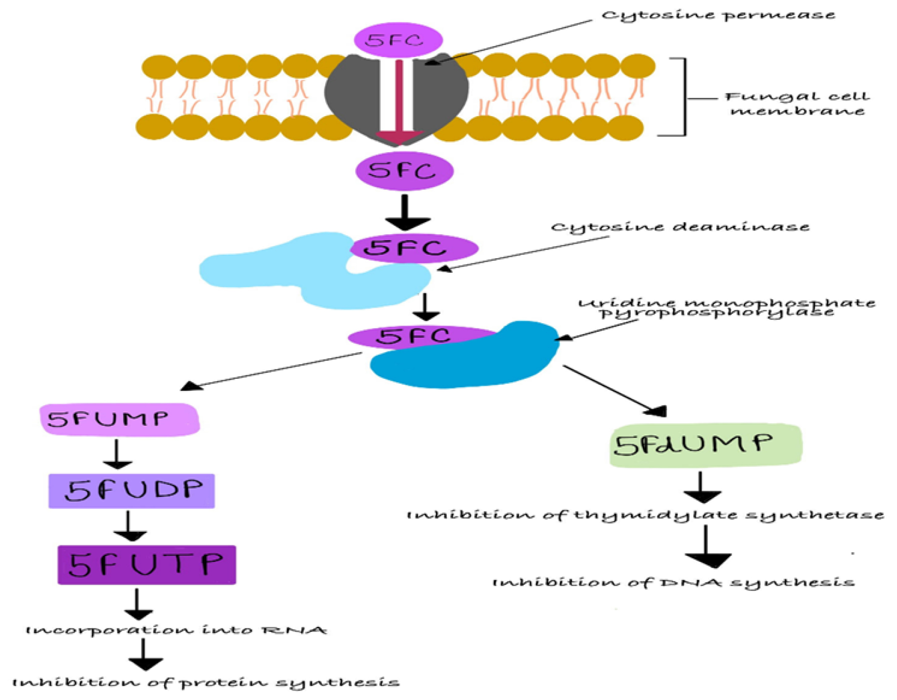 Mechanism of 5-Flucytosine.