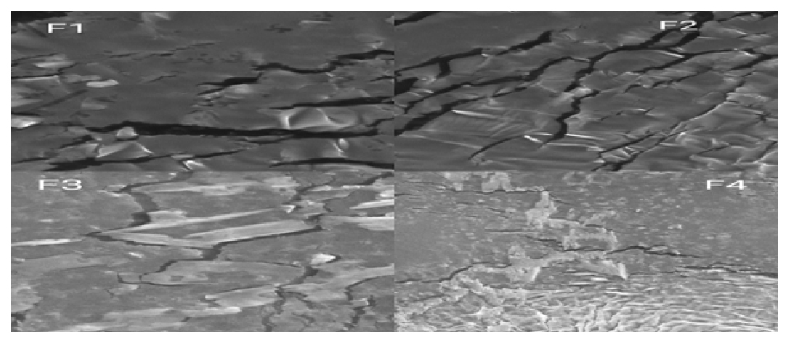 The SEM images of the CS/Pec hydrogels are displayed.