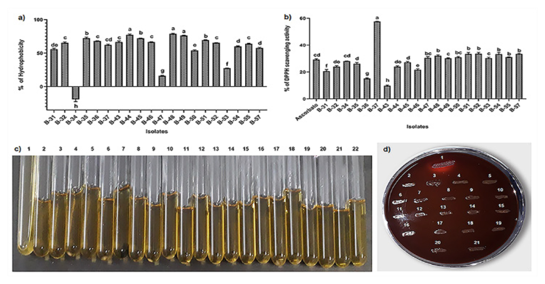 a. Cell surface hydrophobicity of isolates; b. DPPH scavenging activity of ascorbate (control) and isolated strains. Values are expressed as mean±SD (n=3) and different superscript letters represent significant differences between strains measured by the Tukey’s test (p<0.05); c. Gelatin hydrolysis assay by Bacillus subtilis as positive control (1), negative control (2) and twenty bacterial isolates (3-22); d. Haemolysis activity by Staphylococcus aureus as positive control (1) and isolates (2-21) had no haemolytic activity.