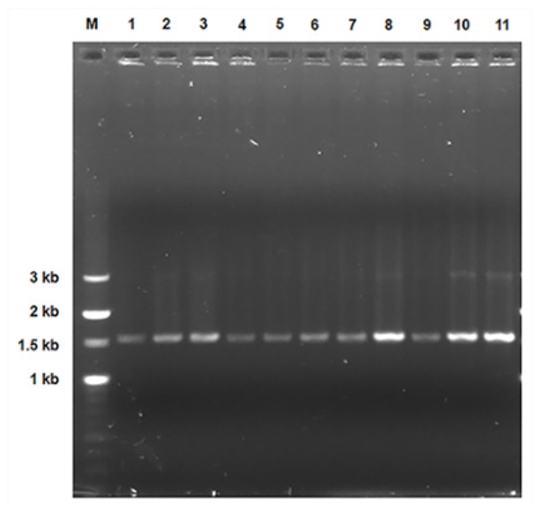 Agarose gel electrophoresis of purified PCR products of 16S rRNA gene from isolates: (M) DNA molecular marker-100 bp, (1) B-35, (2) B-36, (3) B-37, (4) B-44, (5) B-47, (6) B-48, (7) B-49, (8) B-51, (9) B-52, (10) B-55 and (11) B-57.