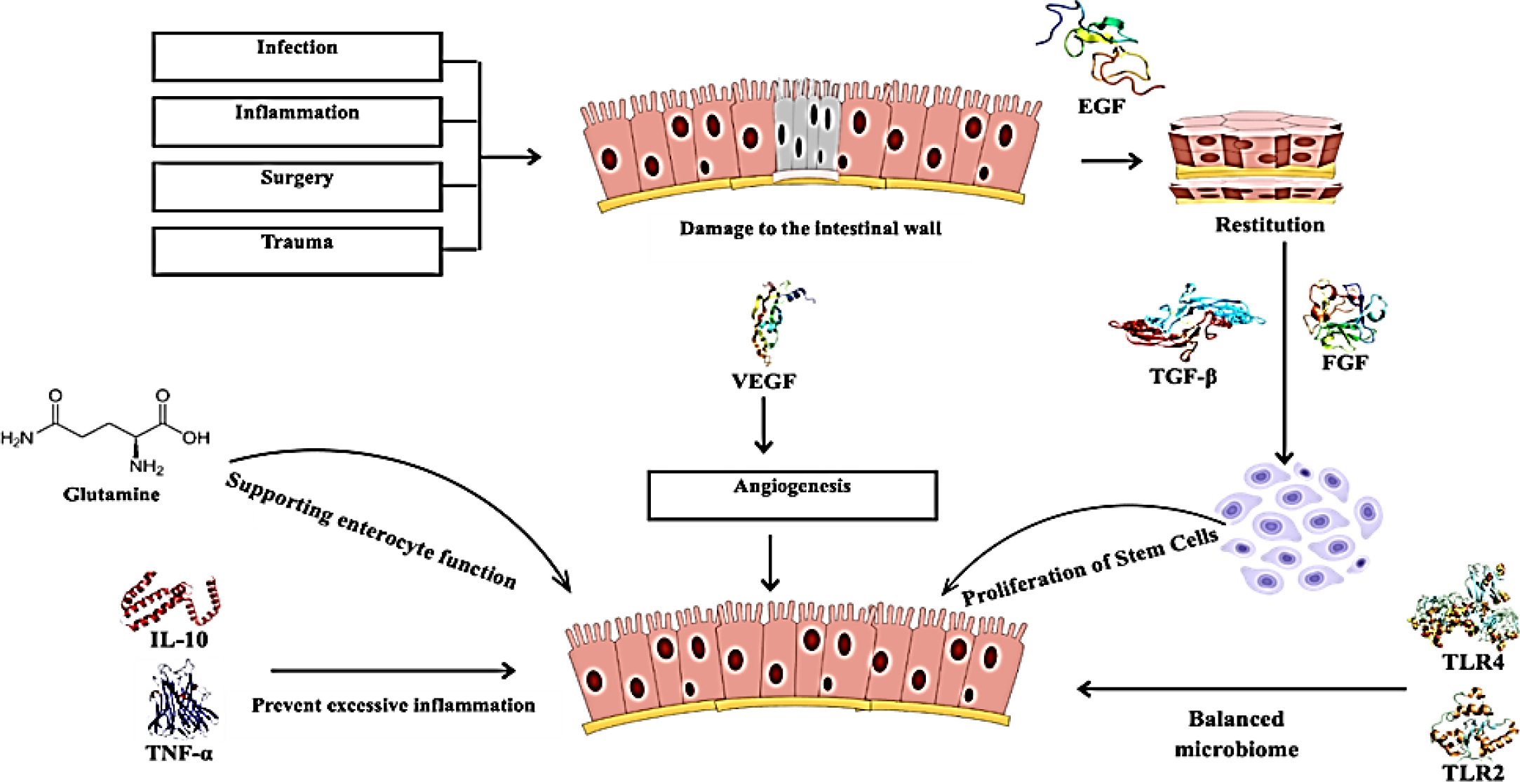 Regulatory and Quality Aspects of Bio Absorbable Bandages for Intestinal Wound Healing Regulatory and Quality Aspects of Bio Absorbable Bandages for Intestinal Wound Healing