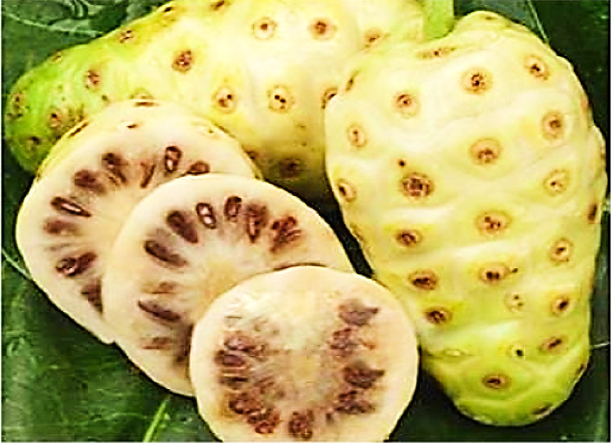 Morindra citrifolia fruit.