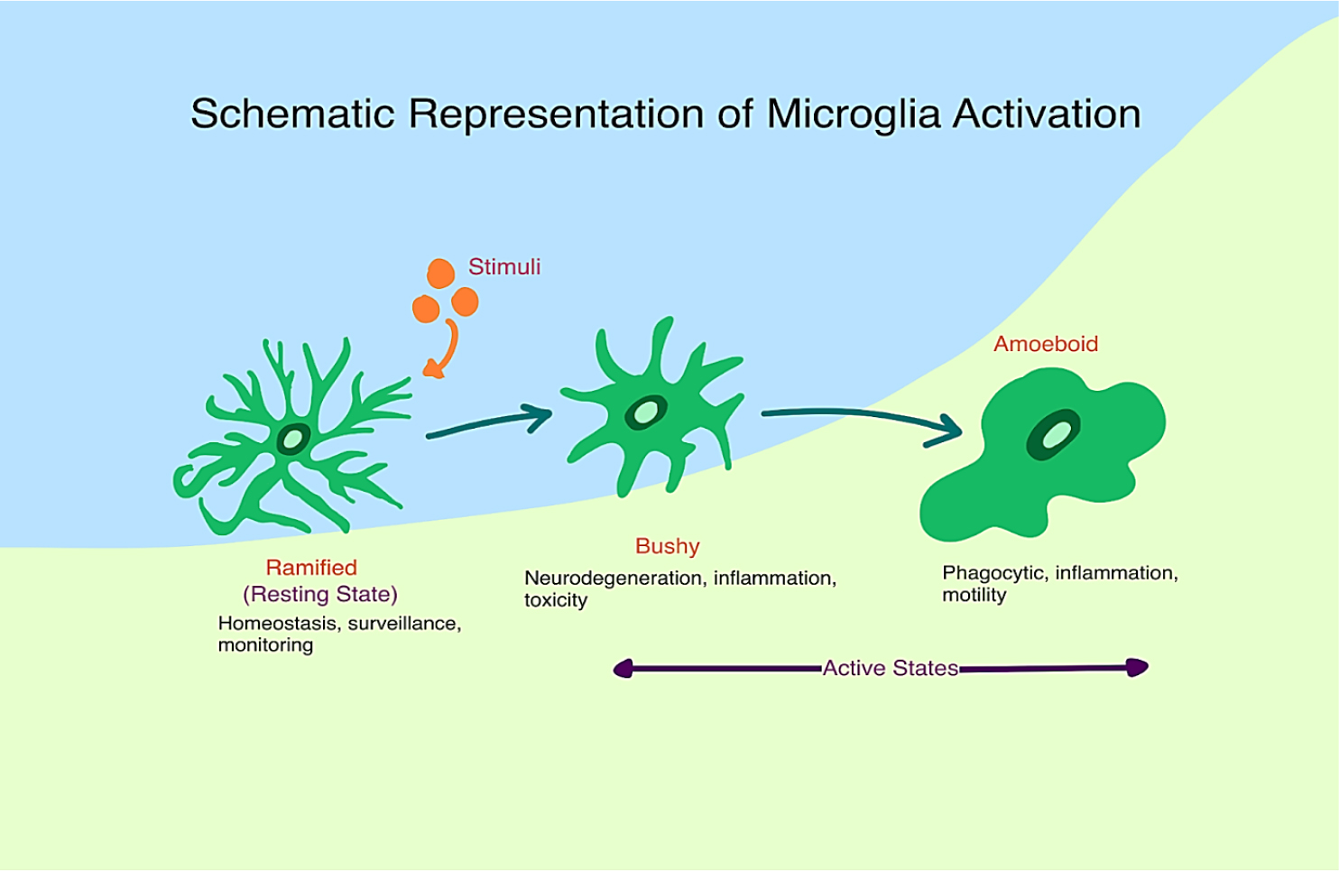 Schematic representation of Microglia activation when exposed to stimuli. Their morphological variation and the intensity of its activity depends on its stress conditions.