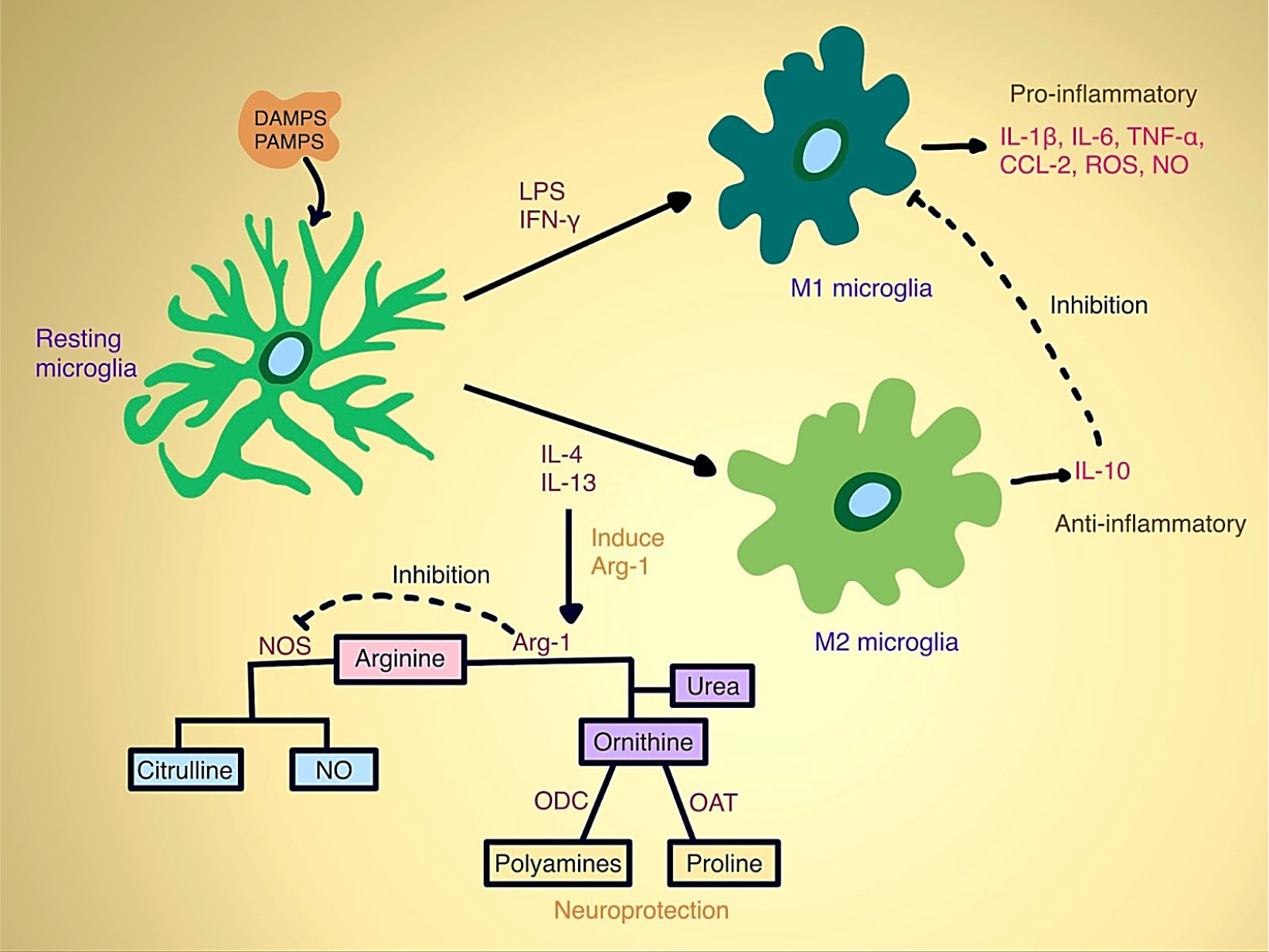 Based on the stimuli resting microglia is characterised into M1 and M2 phenotypes. Arginase-1 (Arg1) is activated in response to IL-4 or IL-13 and exerts anti-inflammatory effects by utilizing arginine, a common substrate, to suppress the production of Nitric Oxide (NO). Sustained high expression of Arg1 shifts arginine metabolism towards producing proline or polyamines, while concurrently reducing NO levels. This mechanism contributes to neuroprotection (Tang and Le, 2016). ODC, ornithine decarboxylase; OAT, ornithine aminotransferase.