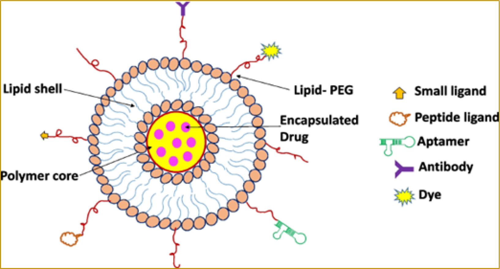 Lipid polymer hybrid nanoparticles; structural components and various possible functionalities.8