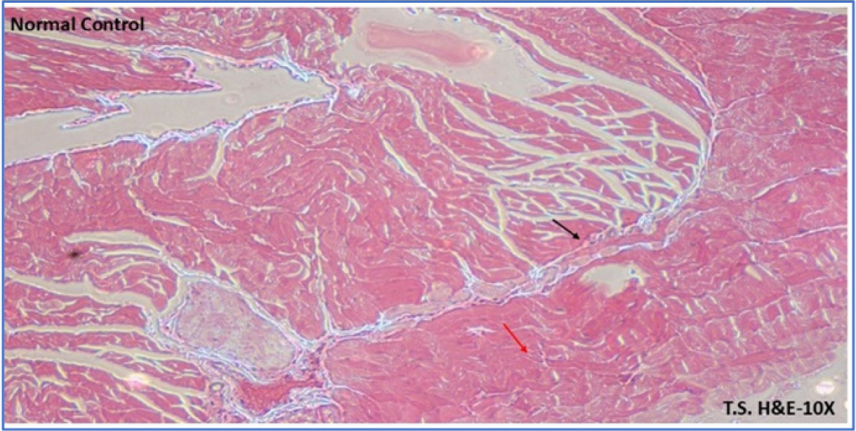 Normal Control. The image shows healthy skin tissue with tightly packed collagen fibres (red arrow), blood vessels (black arrow) for nourishment, and no signs of inflammation.