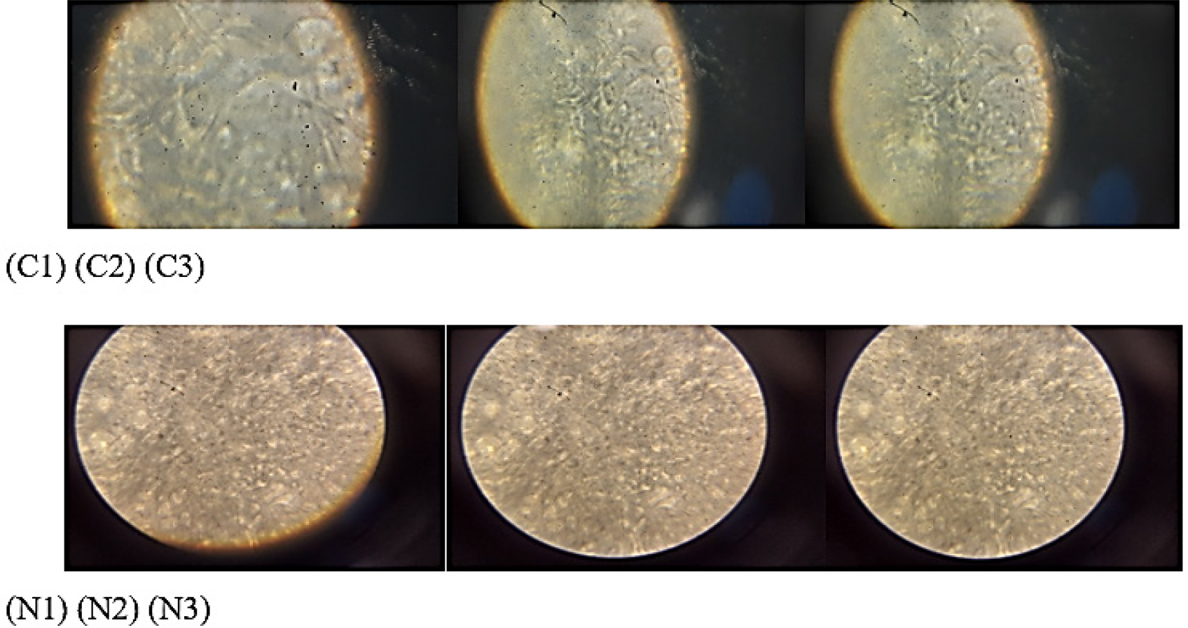 Photo micrography of emulgel.