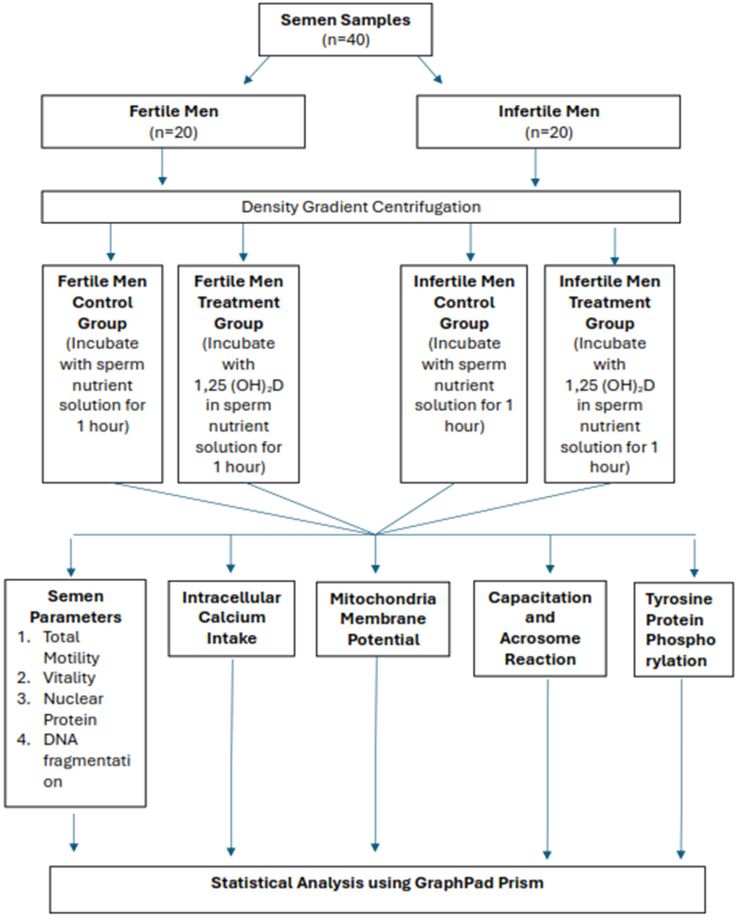 Flowchart of Research. Semen samples from patients were divided into fertile and infertile groups based on the results of basic semen parameter analyses conducted in the lab. Density gradient centrifugation was performed to separate motile sperm from immotile sperm. Subsequently, the samples were aliquoted into an in vitro vitamin D treatment group and a control group for fertile and infertile men. Following incubation, the samples were further aliquoted for semen analysis including total motility, vitality, nuclear protein, and DNA fragmentation; Fluo-4 AM staining to assess intracellular calcium intake, MitoPT JC-1 staining to assess mitochondrial membrane potential; Chlortetracycline (CTC) staining to assess capacitation and acrosome reaction; and immunofluorescence to assess tyrosine protein phosphorylation.