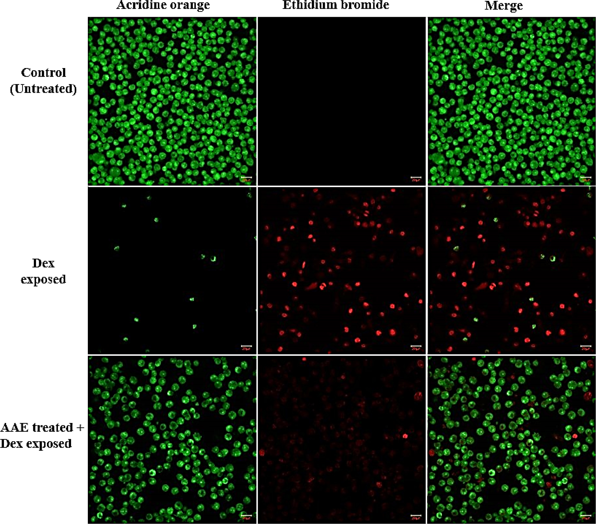 Effects of AAE on Dexamethasone (Dex)-induced Apoptosis in SH-SY5Y Cells.