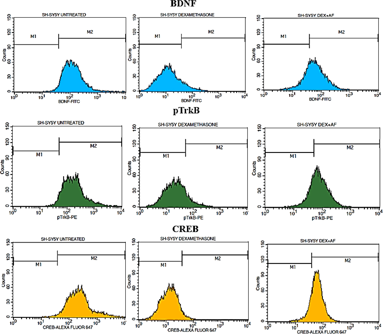 Flow Cytometry analysis of BDNF, pTrkB and CREB Protein Expression in SH-SY5Y Cells under different treatment conditions.