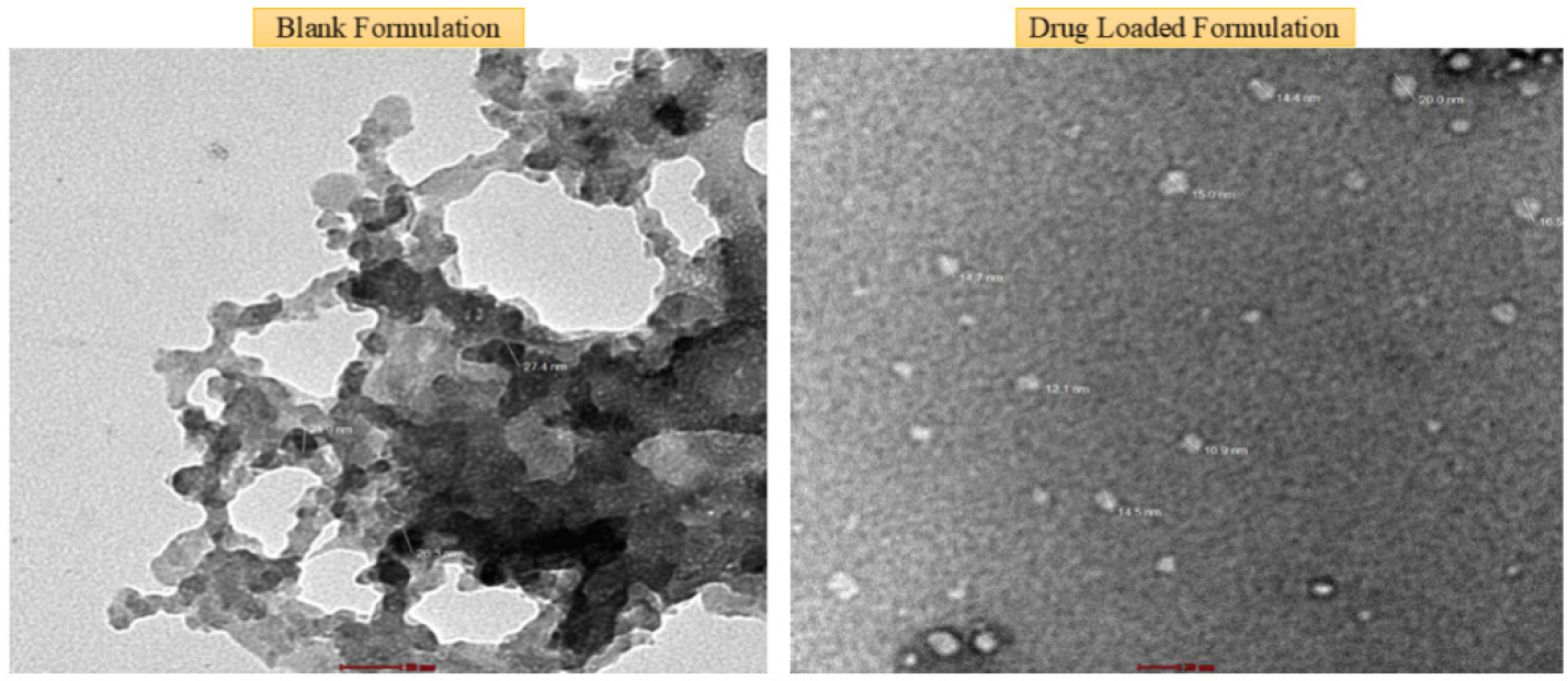 The TEM analysis of the blank formulation sample images demonstrated a uniform distribution of these particles, indicating effective synthesis and dispersion within the sample matrix. Sample B was analyzed at a scale of 20 nm. The TEM images showed the presence of spherical particles with sizes ranging from 10 to 20 nm.