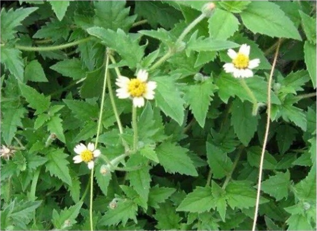 Image shows that Tridax procumbens plants from Hyderabad, Telangana, South India.