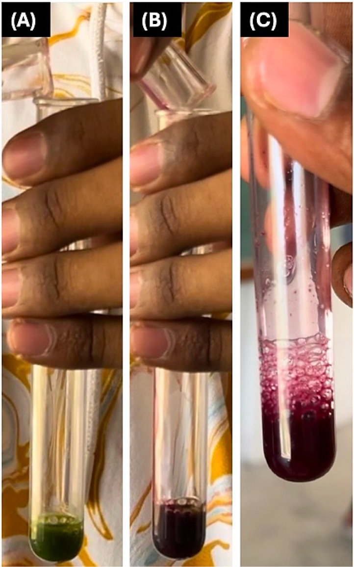 Images show that Mayer’s test was done for Tridax procumbens extract by conventional method i.e in the test tube. It confirms that by appearance of Reddish colour with foam. Image (A) shows that initially Mayer’s reagent is added to the Tridax procumbens extract. Image (B) shows after adding Mayer’s reagent the greenish colour extract was started to change its colour to apple red colour. Image (C) shows that Mayer’s test was confirmed by forming appeared read colour with form.