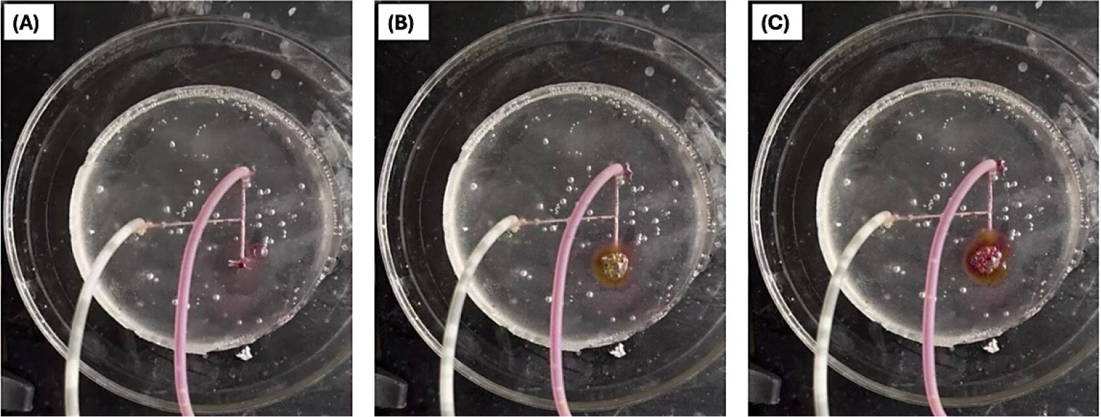Images show that Mayer’s was conducted for Tridax procumbens extract in microchannel. Image (A) shows Injecting Tridax procumbens leaves extract from one nozzle and Mayer’s reagent from another nozzle parallelly. Image (B) shows they mix at T-joint and started to change its colour with form immediately due to molecular mixing at T-joint. Image (C) shows 20 µL of Mayer’s reagent is sufficient to confirm Mayer’s test within in 1 sec.