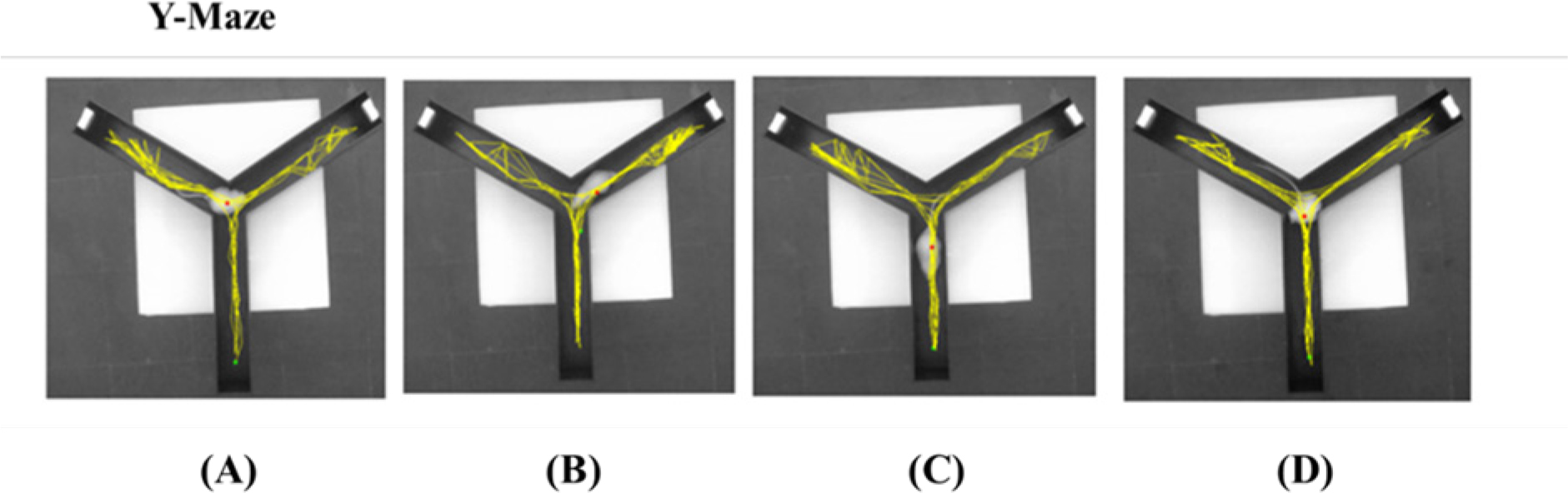 Tracking’s of the animal in Y-Maze. Control Group (A), Diseased group (B), Donepezil group (C), Treatment group (D).