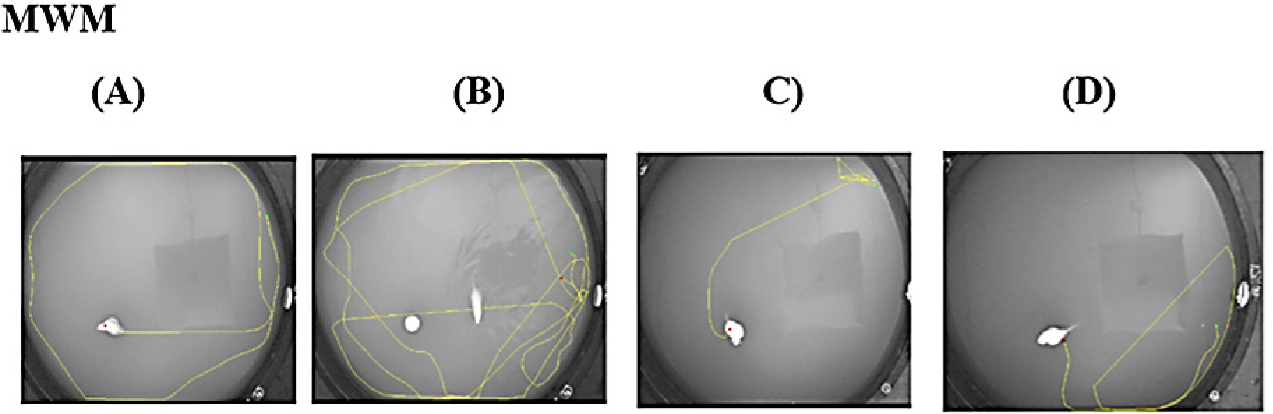 Trackings of the animals in the MWM test. Control Group (A), Diseased group (B), Donepezil group (C), Treatment group (D).