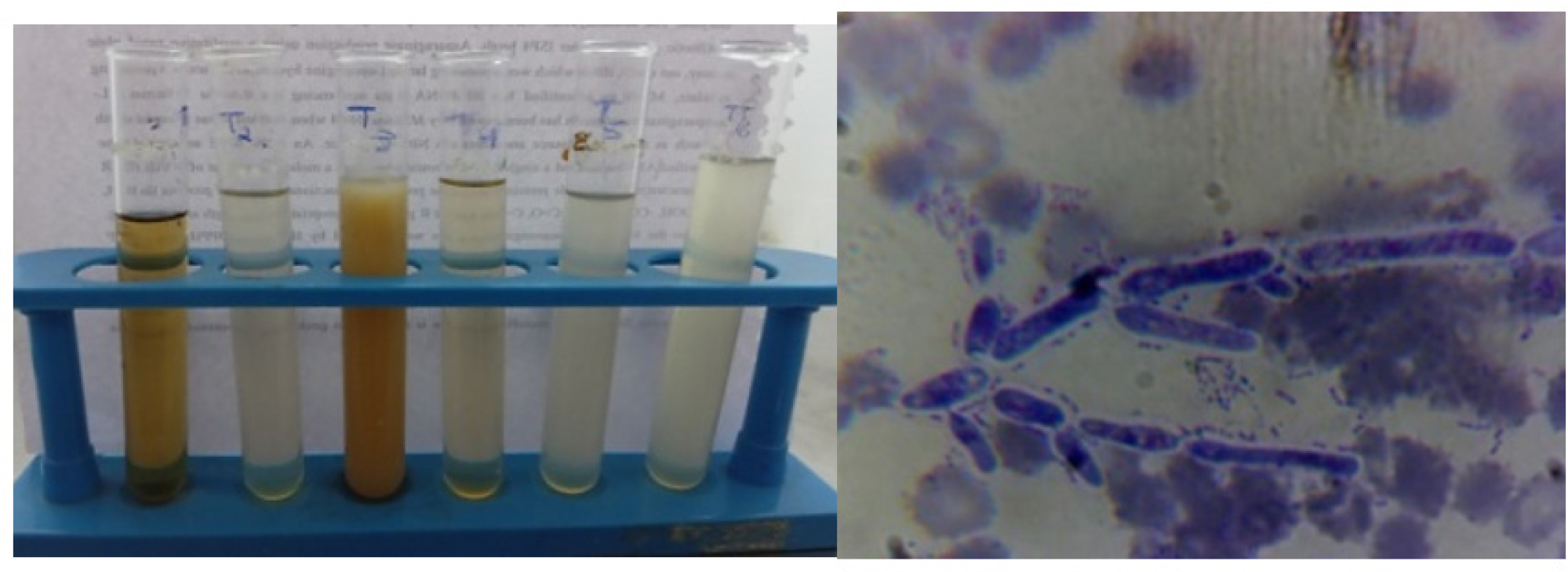 LAB mediated Fermentation.