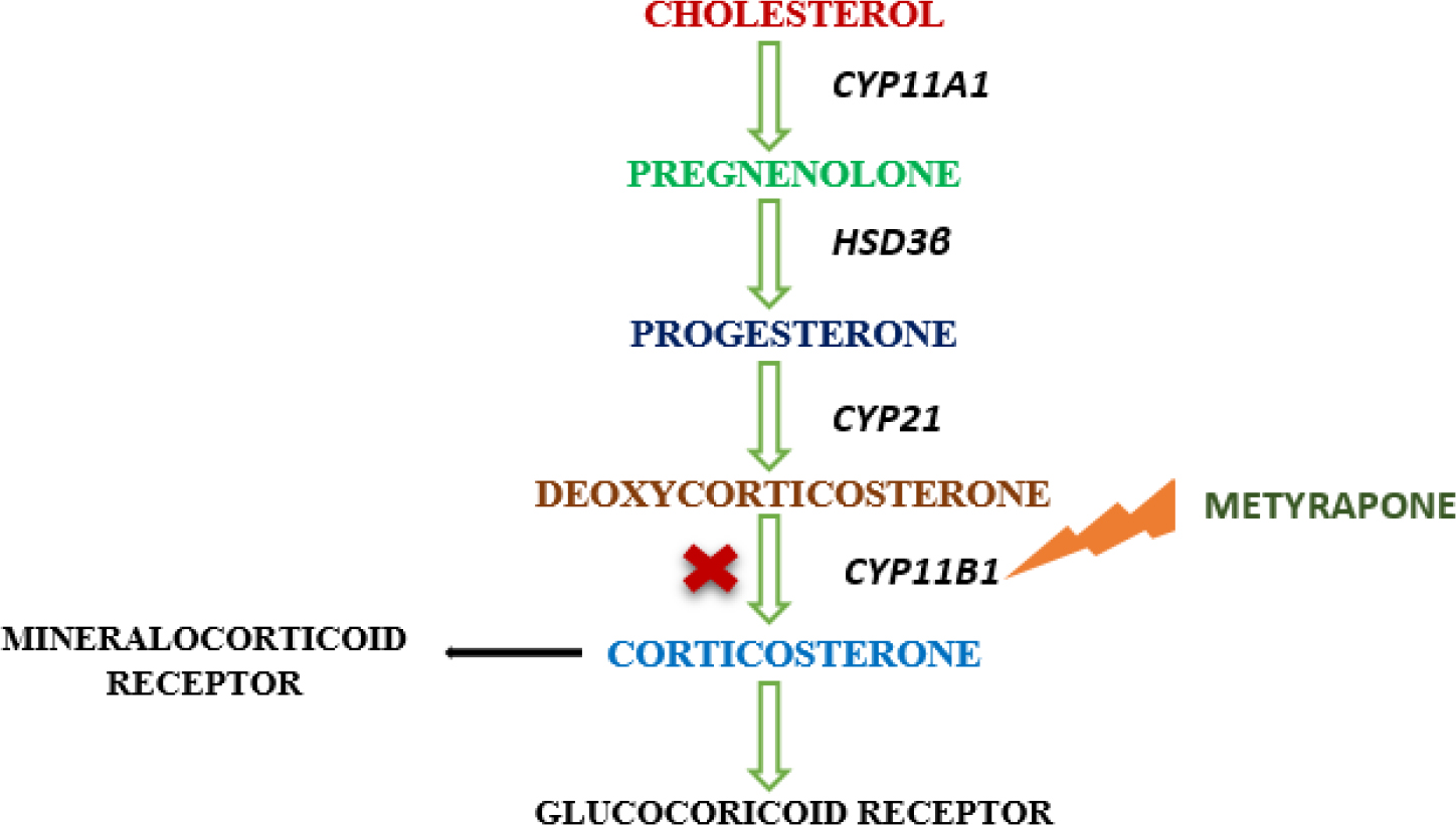 Blocking CYP11B1 by Mety in Adrenal steroidogenesis pathway.