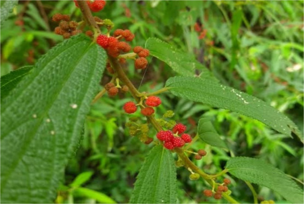 Debregeasia longifolia.