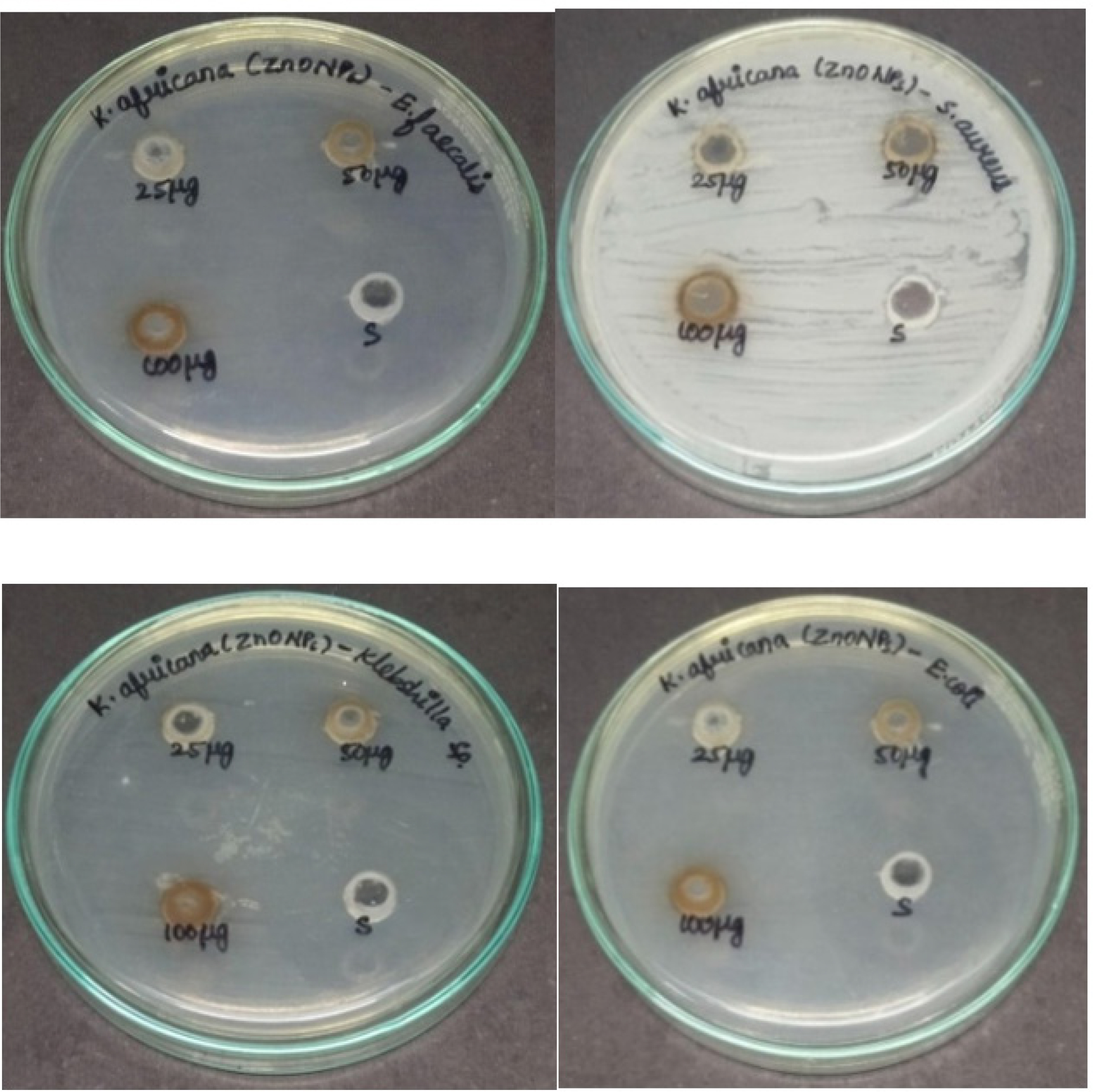 Antibacterial activity of ZnONPs of Kigelia africana against E. faecalis, E. coli, S. aureus and Klebsiella sp.