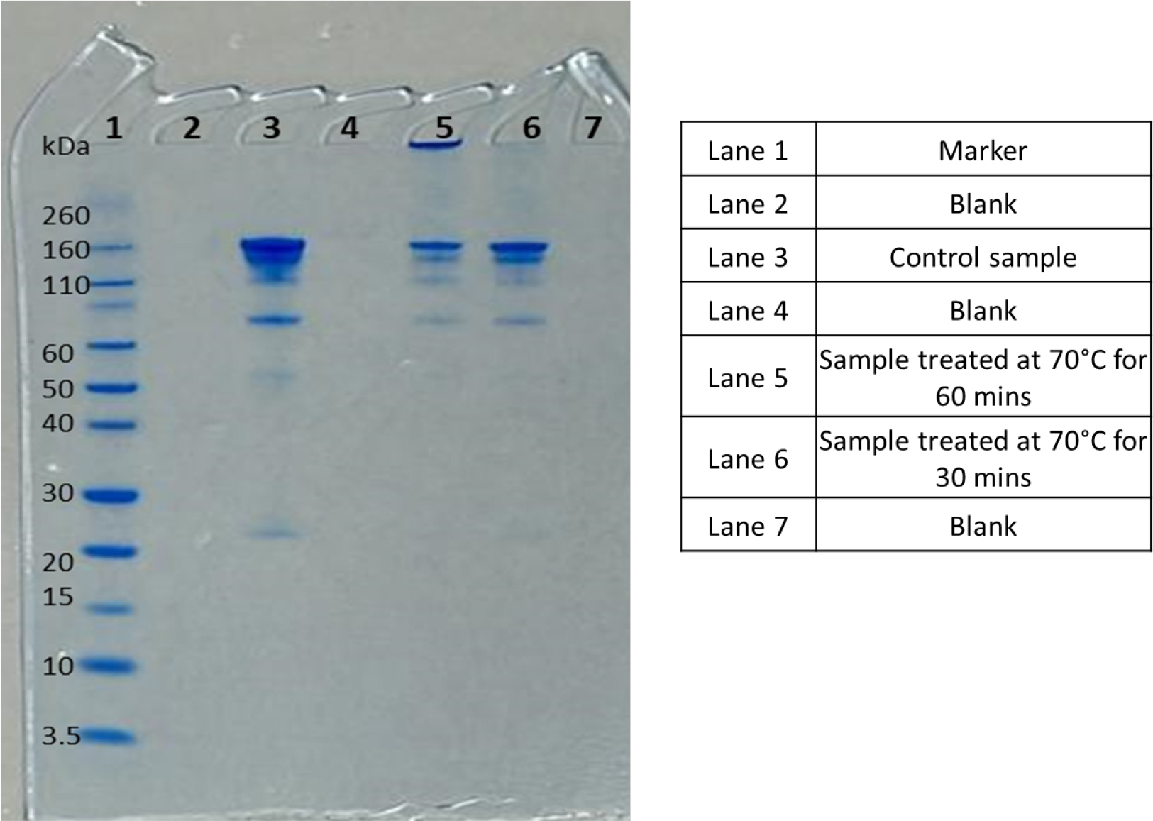 SDS PAGE data showing main band along with aggregates in control samples and samples treated for different time points.