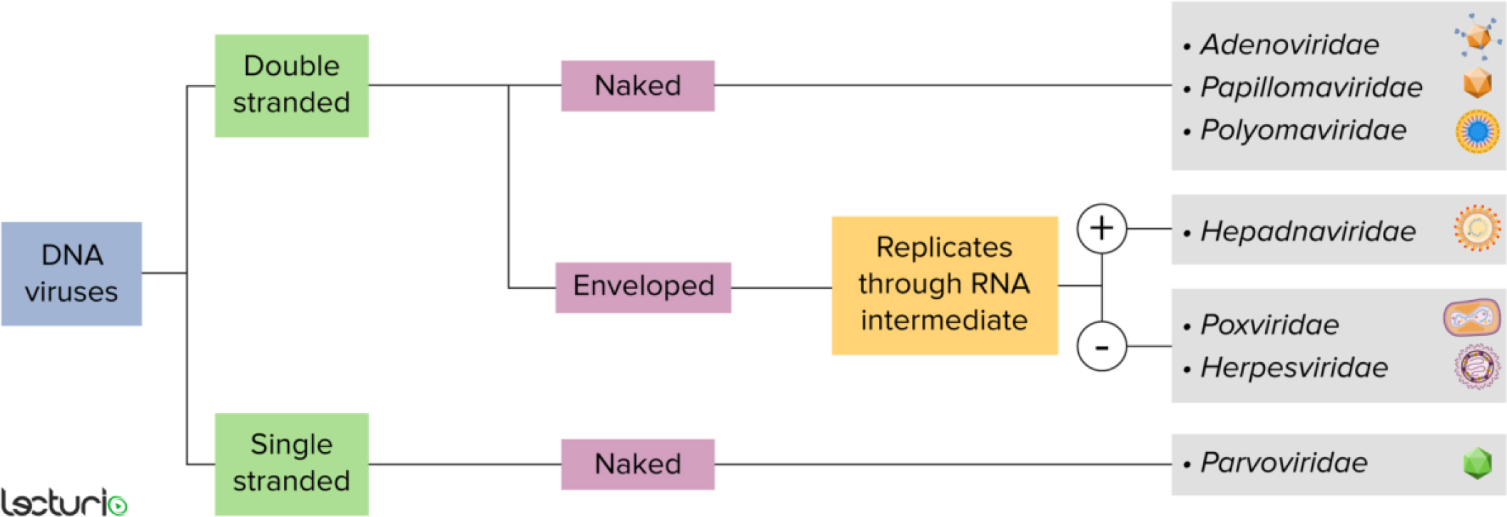 Classification of HPV.