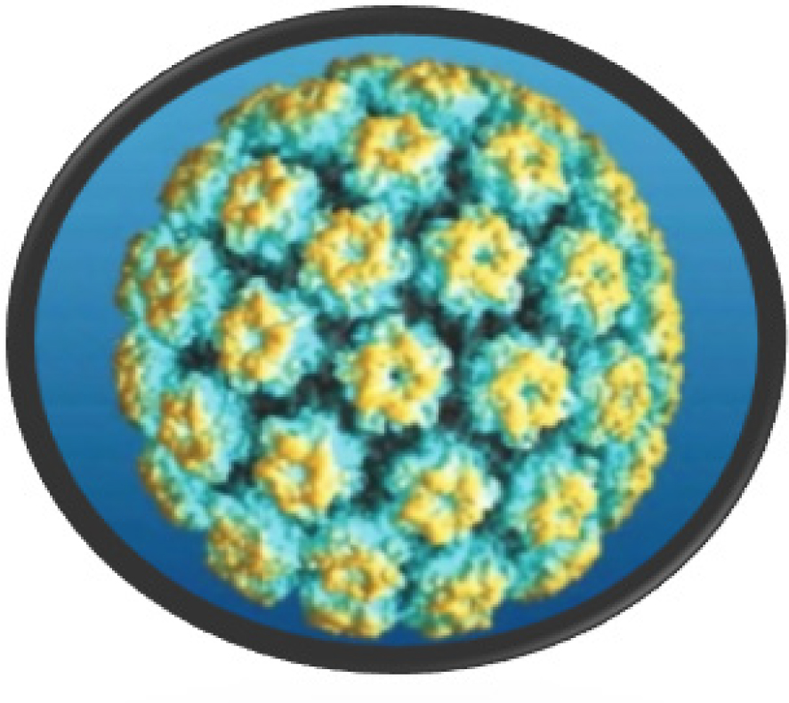 Scanning electron microscope model of the human papillomavirus.