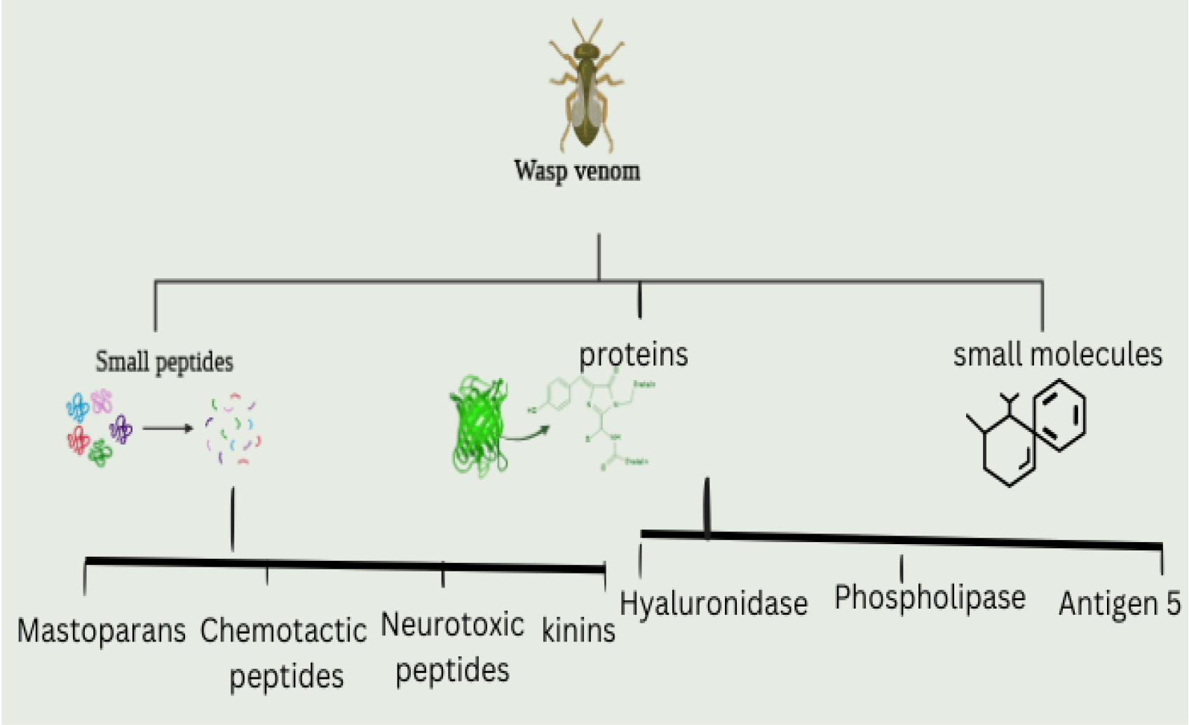 Components of wasp venom.