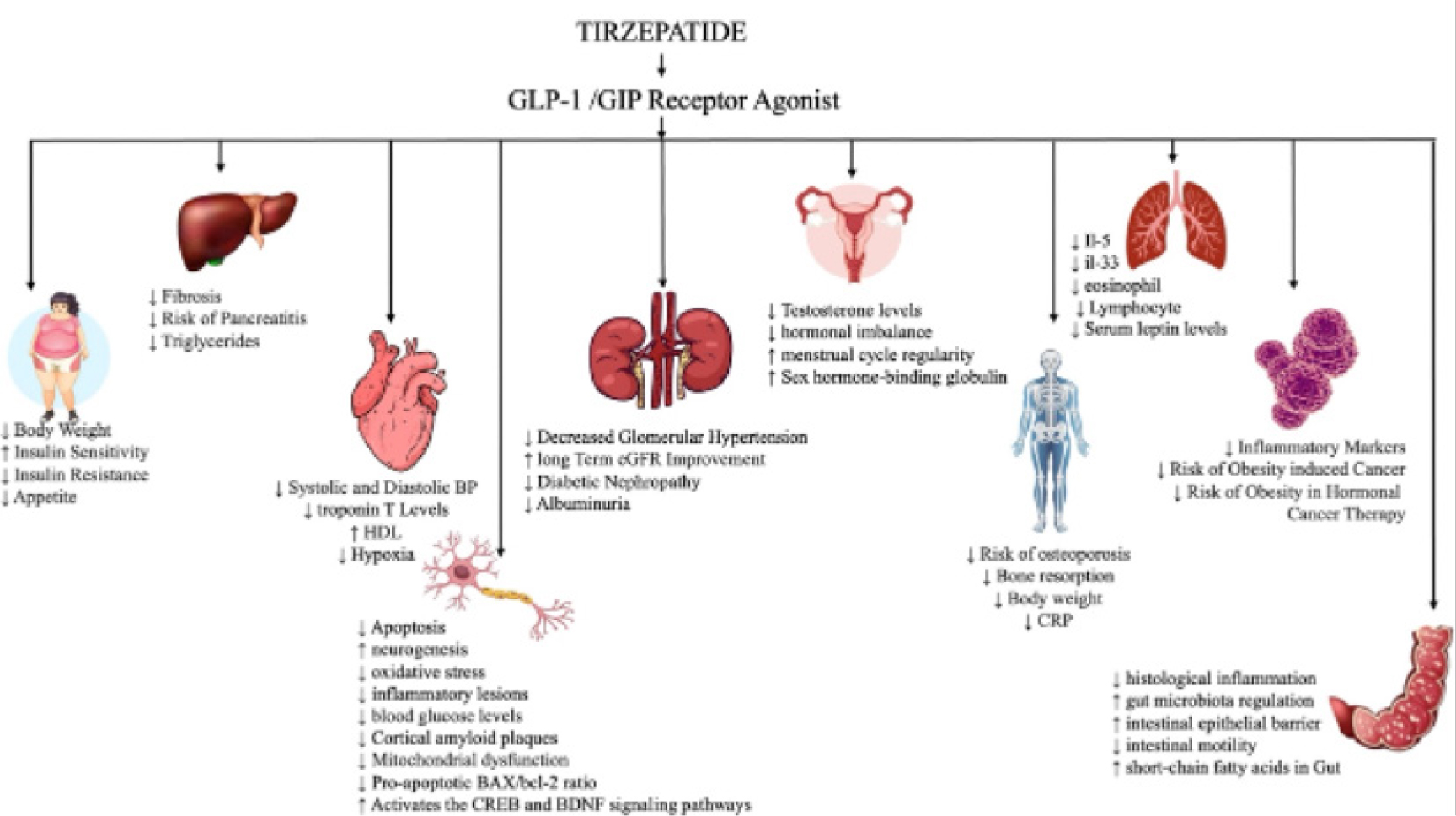 This diagram shows the effects of Tirzepatide, a GLP-1/GIP receptor agonist, on various systems. It highlights benefits like weight loss, improved insulin sensitivity, reduced inflammation, and better heart and kidney health. It also impacts hormones, bone health, and gut function, while lowering the risk of obesity-related cancer.
