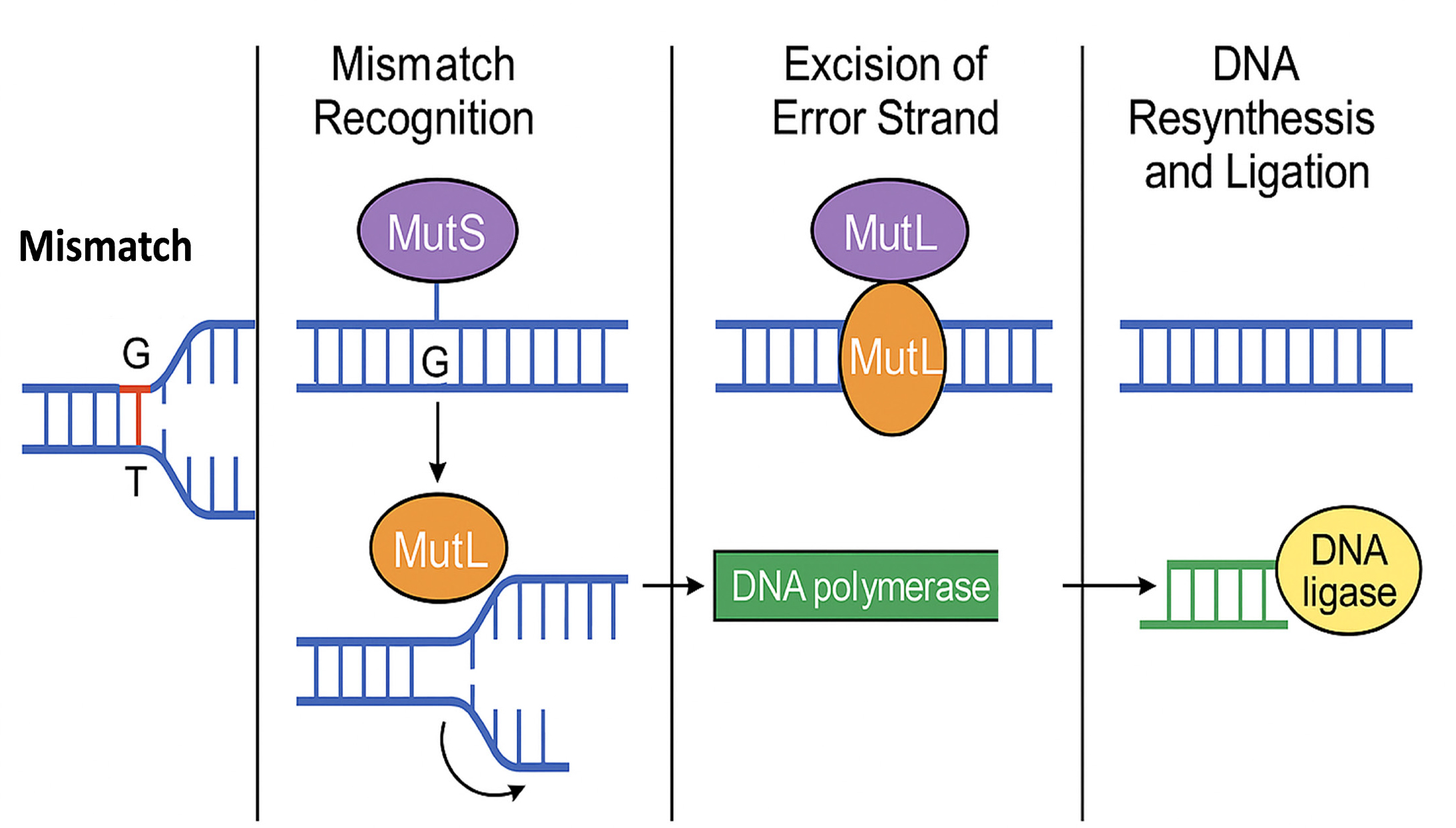 Schematic illustration of the eukaryotic mismatch repair (MMR) pathway. The MutS complex detects mismatched base pairs and recruits MutL homologs to remove the error-containing DNA strand. DNA polymerase creates the correct sequence, and ligase seals the strand to restore continuity.