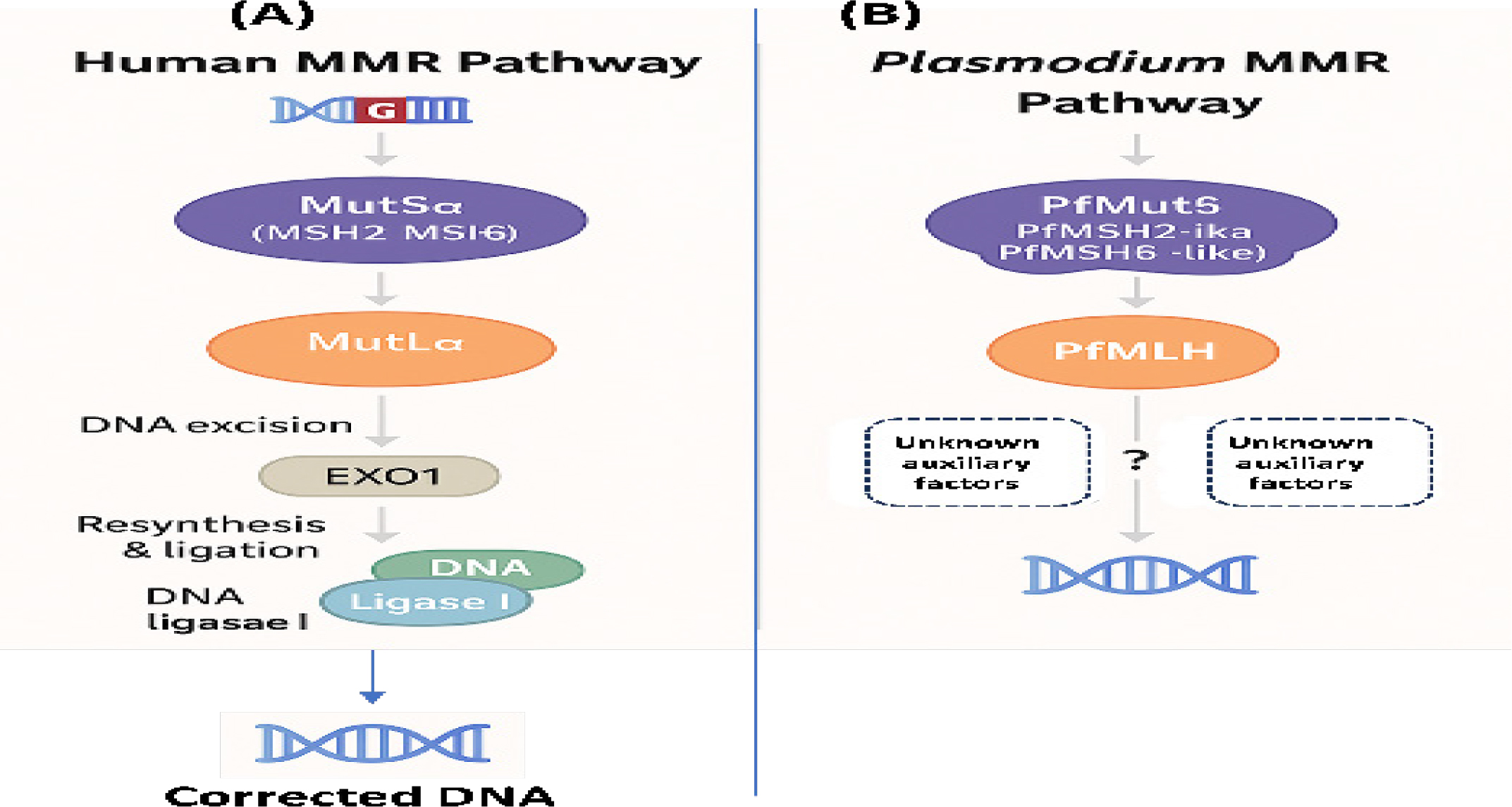MMR pathways differ between Homo sapiens and Plasmodium species. (A) In humans, MutSα & MutSβ complexes detect DNA mismatches. MutLα then starts repair, which includes excision by exonuclease 1, resynthesis by DNA polymerase delta or epsilon, and sealing by DNA ligase I. (B) In Plasmodium, similar proteins PfMSH2, PfMSH6, and PfMLH exist, but several accessory factors, such as known exonucleases and DNA polymerase partners, have not been found. Thus, the steps for excision, resynthesis, and ligation, as shown by dashed lines, remain unclear. Both conserved and species-specific features could be targets for antimalarial drug development.