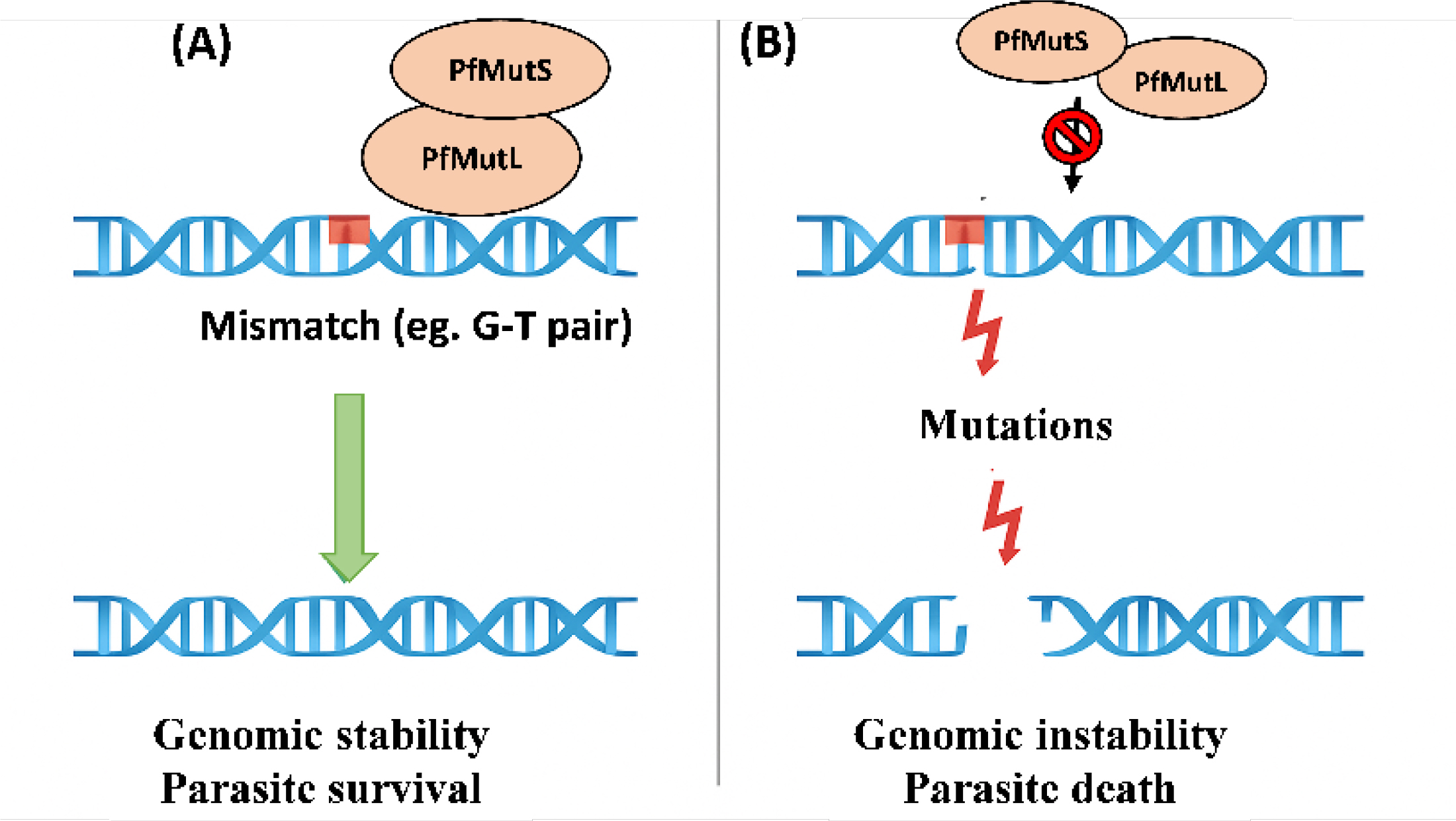 This model reveals how the DNA-MMR pathway works in Plasmodium. In part A, the normal MMR pathway uses Plasmodium-specific proteins PfMutS and PfMutL to recognize and repair errors introduced during DNA replication, thereby maintaining genome stability. In part B, blocking these MMR proteins leads to more DNA mismatches, unstable genomes, and parasite death. This suggests that targeting the MMR pathway could be a promising way to fight malaria, especially under stress.