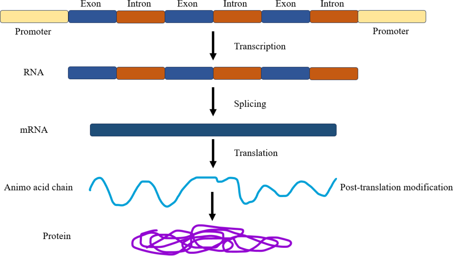 Messenger RNA (mRNA) (Chavda, 2021).