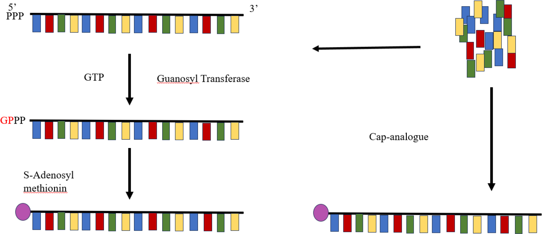Post-transcriptional capping (left) is a two-step enzymatic process, whereas co-transcriptional capping (right) adds a cap analog during transcription using an enzyme from in vitro transcription (Hu, 2020).
