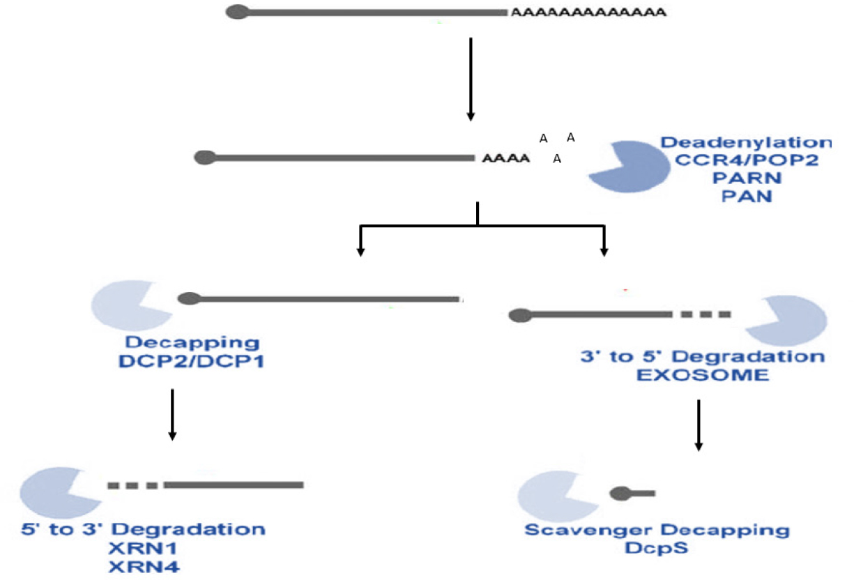 Eukaryotes degrade mRNA to regulate gene expression and control protein production in response to changing conditions (Fischer, 2003).