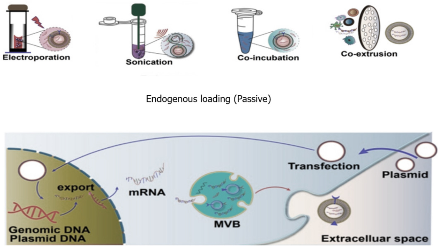 There are various methods for packing cargo into exosomes (Van Hoecke and Roose, 2019).