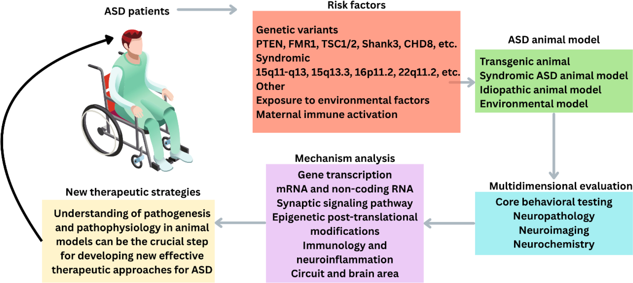 Overview of the translational research pipeline for ASD therapy development. Risk factors guide the creation of animal models, which undergo multidimensional evaluation and mechanism analysis to uncover disease pathways and enable new therapeutic strategies for ASD patients.