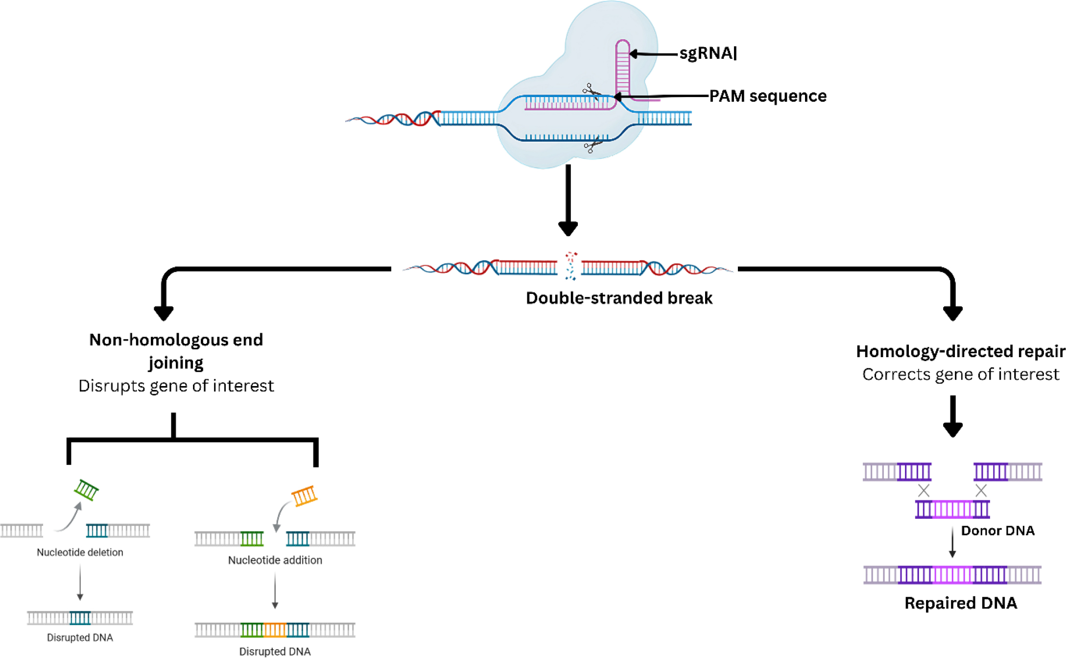 CRISPR-Cas9 genome editing workflow.