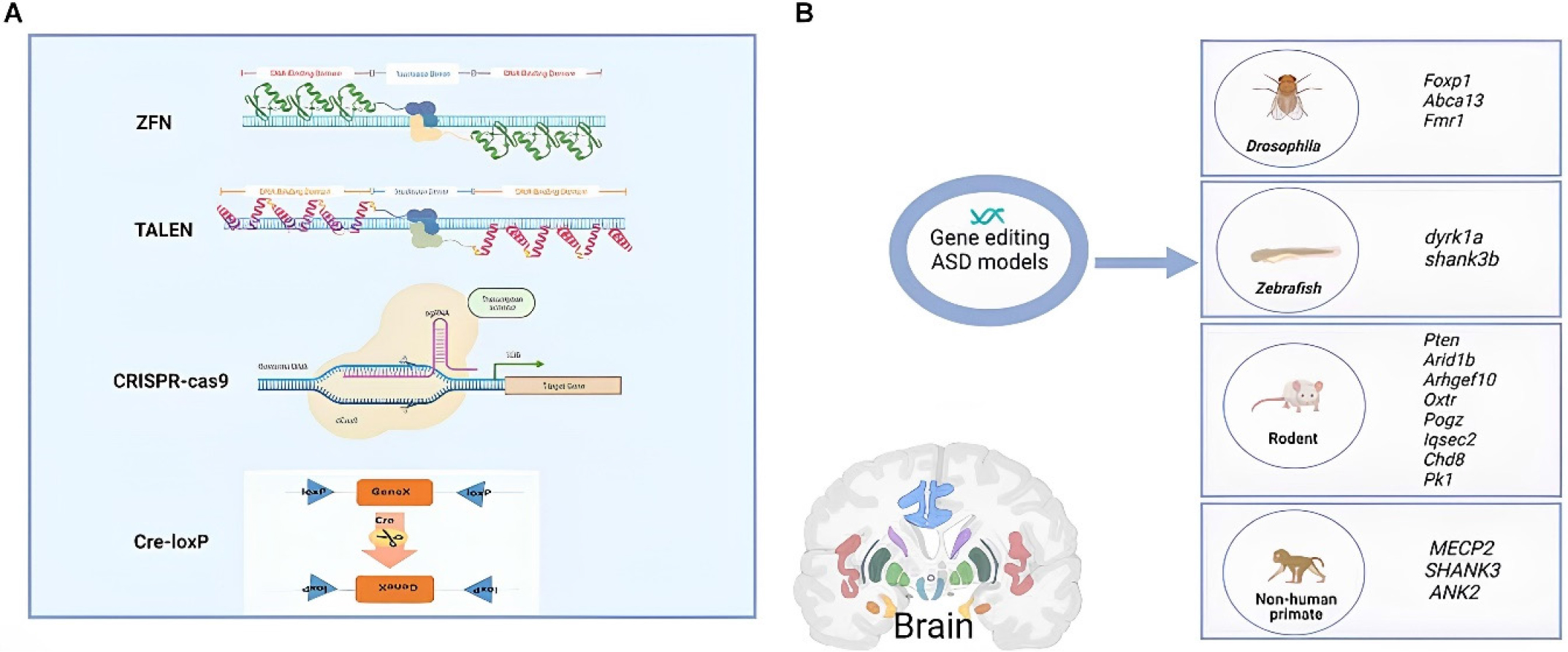 A] Comparative overview of genome editing technologies used in ASD research. Zinc Finger Nucleases (ZFNs), Transcription Activator-Like Effector Nucleases (TALENs), and the CRISPR-Cas9 system represent successive advancements in genome editing precision and efficiency. The Cre–loxP system, although widely used for conditional gene knockout in developmental studies, lacks the programmable versatility of CRISPR. Among these, CRISPR-Cas9 has become the most widely adopted tool because of its simplicity, scalability, and high specificity. B] CRISPR-generated ASD models across species. Gene-editing technologies have been applied to a range of model organisms to investigate ASD-related genes. These genes include Foxp1, Abca13, and Fmr1 in Drosophila; dyrk1a and shank3b in zebrafish; and a broad panel of genes, including Pten, Arid1b, Chd8, and Oxtr, in rodent models. Nonhuman primates provide the closest physiological relevance, with targeted editing of MECP2, SHANK3, and ANK2 for studying human-like ASD phenotypes. (adapted from Wang et al. under the terms and conditions of the Creative Commons Attribution (CC-BY) license (CC-BY 4.0)). (F) Available at (N. Wang et al., 2022).