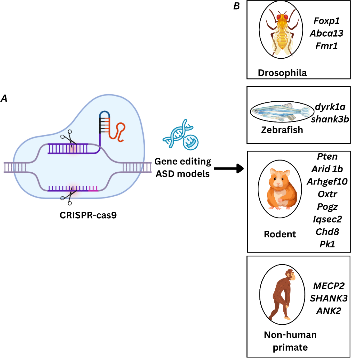 CRISPR-Cas9-based gene editing in ASD animal models. (A) Schematic representation of the CRISPR-Cas9 system used to introduce targeted modifications in genomic DNA. (B) Application of CRISPR gene editing across various model organisms to generate Autism Spectrum Disorder (ASD) models by targeting specific ASD-associated genes. These include Foxp1, Abca13, and Fmr1 in Drosophila, dyrk1a and shank3b in Zebrafish, and a broader panel of genes such as Pten, Arid1b, Arhgef10, Oxtr, Pogz, Iqsec2, Chd8, and Pk1 in rodent models. Additionally, non-human primates have been used to model ASD through CRISPR-mediated modification of MECP2, SHANK3, and ANK2.