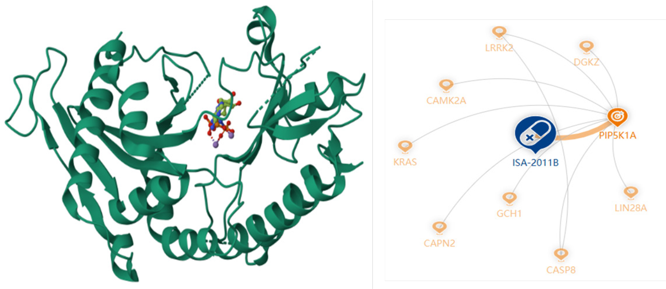 3 D structure of the target protein PIP5K1α and its interaction with the control drug ISA-2011B.